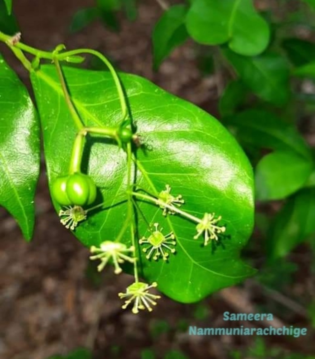 Blachia umbellata (Willd.) Baill.